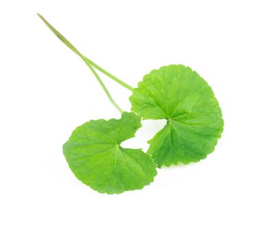 Closeup leaf of Gotu kola, Asiatic pennywort, Indian pennywort on white background, herb and medical concept