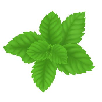 Digital painting pepper mint leaves isolated on white background, herb and medical concept