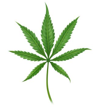 Cannabis leaf digital illustration isolated on white background, herb and medical concept