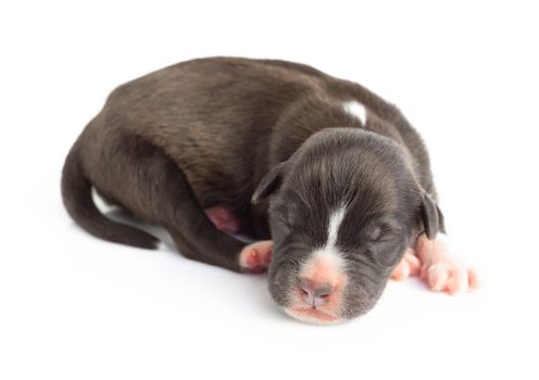 Closeup cute new born puppy black color isolated on white background, pet health care concept, selective focus
