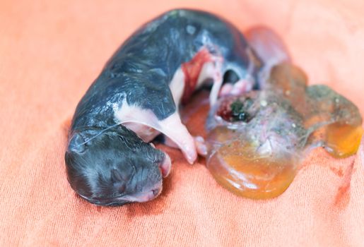 Closeup new born puppy black color with placenta on yellow cloth, pet health care concept, selective focus