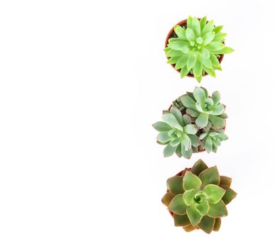 Top view green succulent cactus in pot isolate on white background, decoration concept