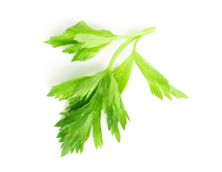 Fresh green celery leaves on white background, food for healthy concept