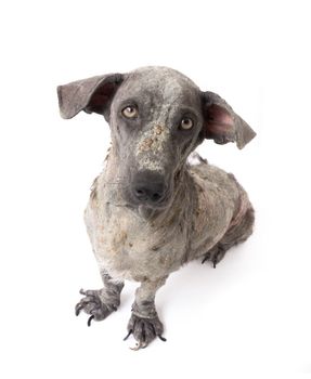 Closeup face of dog sick leprosy skin problem with white background, selective focus