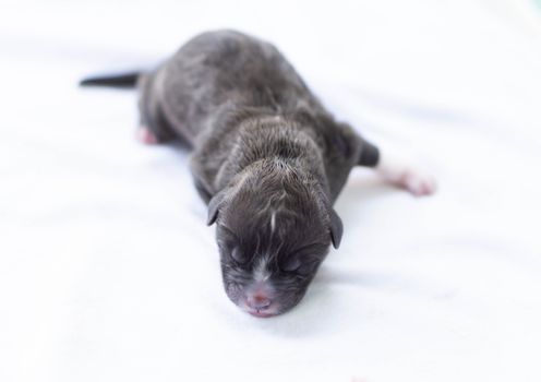 Closeup cute new born puppy black color on white cloth, pet health care concept, selective focus