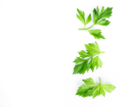 Fresh green celery leaves on white background, food for healthy concept