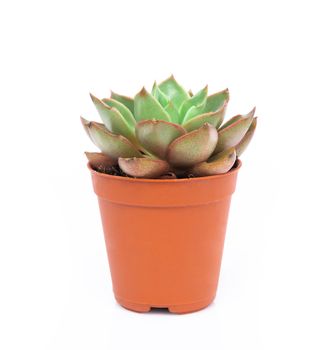 Green succulent cactus in pot isolate on white background, decoration concept