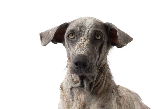 Closeup face of dog sick leprosy skin problem with white background, selective focus