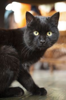 Young black bombay cat with yellow eyes lying on the floor inside the house.