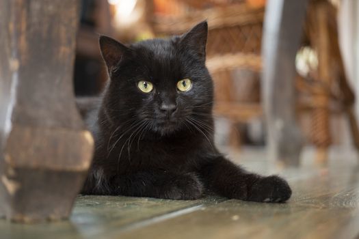 Young black bombay cat with yellow eyes lying on the floor inside the house.