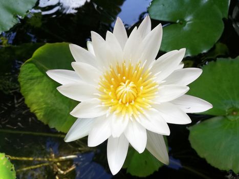 single white water lily in pond