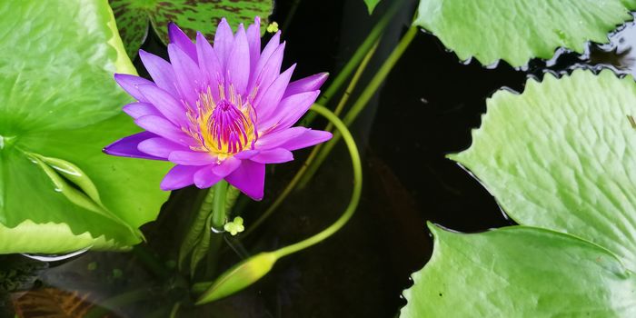 purple lotus in pond