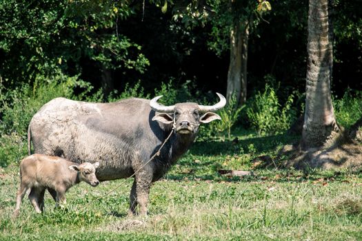 Thai water buffalo in the field