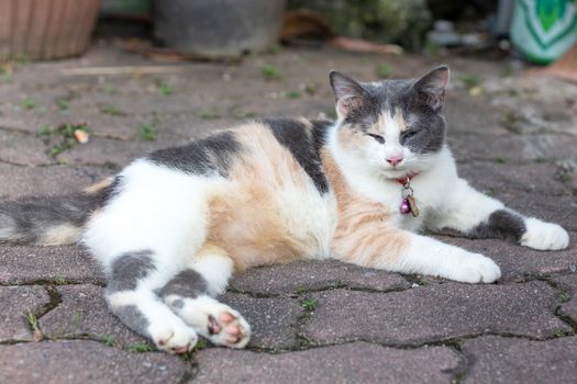 three colors cat resting on pavement in the daytime