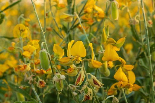 Sunn hemp Indian hemp Crotalaria juncea or Pummelo field is a beautiful yellow flower in fields.