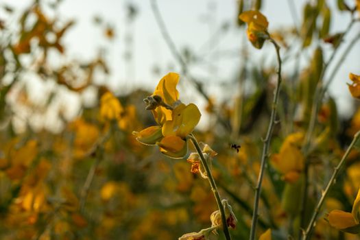 Sunn hemp Indian hemp Crotalaria juncea or Pummelo field is a beautiful yellow flower in fields.