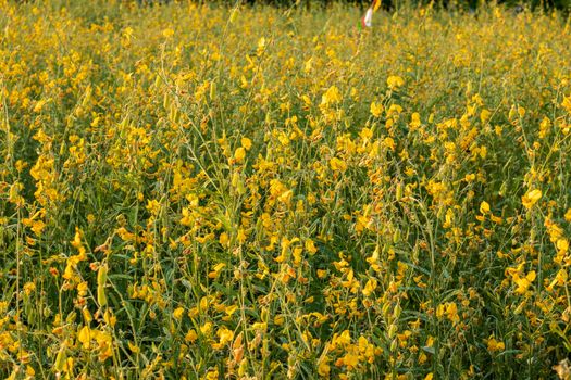 field of yellow sunhemp (crotalaria juncea Indian hemp)