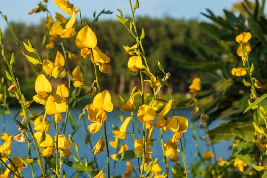 Sunn hemp Indian hemp Crotalaria juncea or Pummelo field is a beautiful yellow flower in fields.