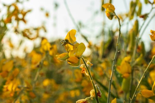 Sunn hemp Indian hemp Crotalaria juncea or Pummelo field is a beautiful yellow flower in fields.