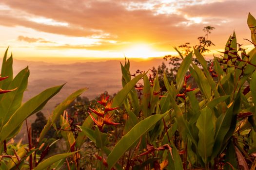 sunrise over bird of paradise flower