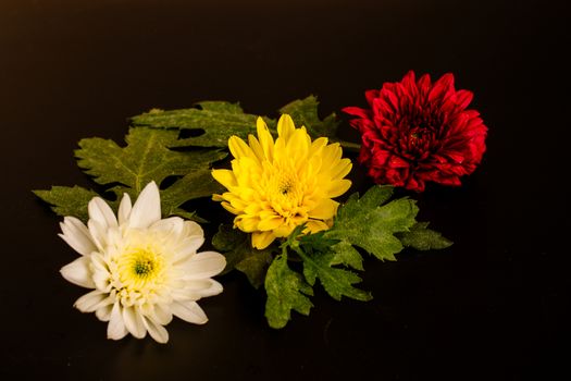 bouquet of yellow  white and red chrysanthemum on black background