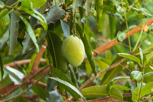 green mango on the tree