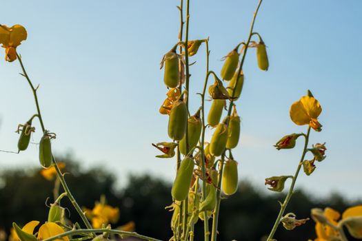 Sunn hemp Indian hemp Crotalaria juncea or Pummelo field is a beautiful yellow flower in fields.