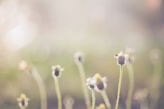 Wide flowers and ladybug in the graden. Vintage nature background.