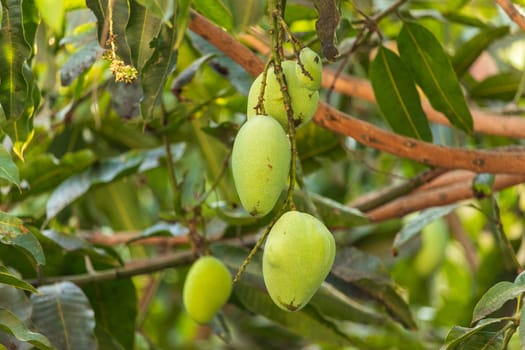 green mango on the tree