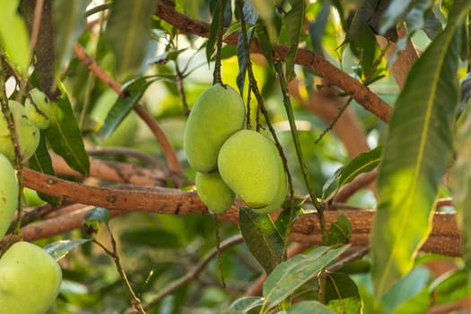 green mango on the tree