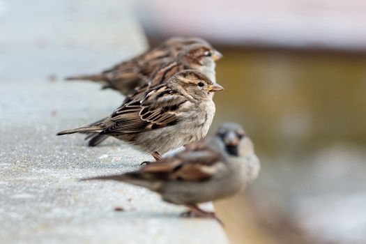 Young sparrows (Passer domesticus)
