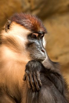 Collared mangabey ( Cercocebus torquatus torquatus )