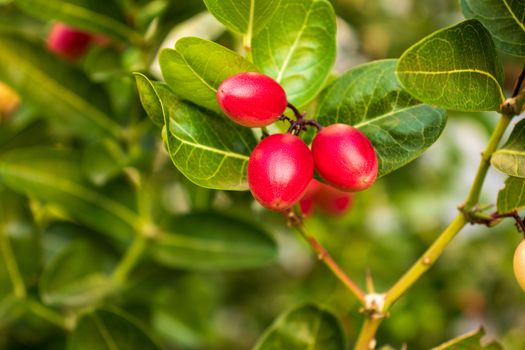 karonda fruit with green leaves on a branch