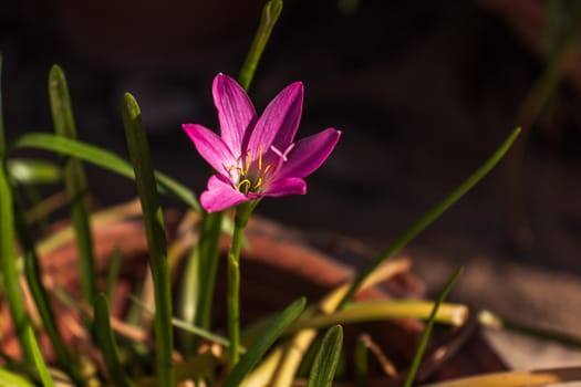 Pink rain lilly flowers in the sunlight