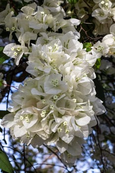 White  Bougainvillea flower blooming in sunlight