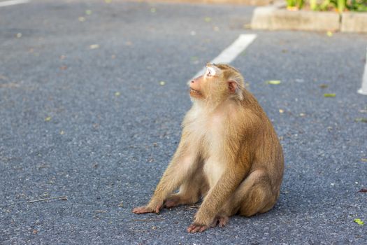 Macaque monkey sitting on the road in Khao Rang hill, viewpoint and public park in Phuket, town