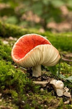 Red mushroom russula in the forest