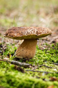 Porcini fungi on the moss (Boletus edulis) 