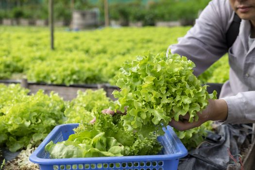 Gradener harvest clean organic salad vegetable in home garden for natural cooking food for health care life style.