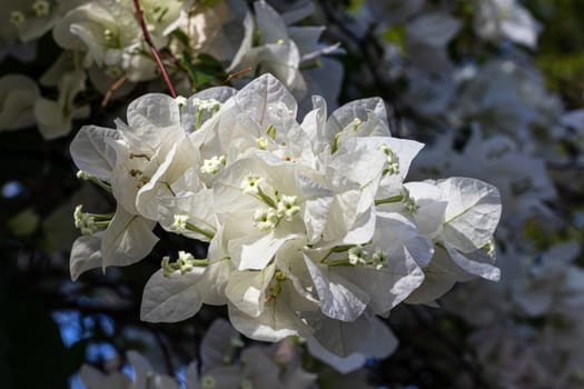 White  Bougainvillea flower blooming in sunlight