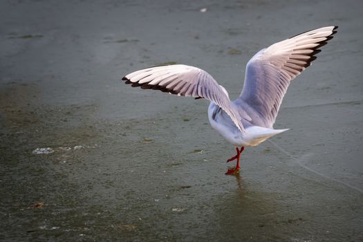 Seagull on the ice in winter