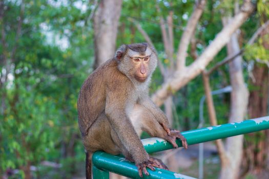 Macaque monkey living in the forest  at Rang hill public park and viewpoint in Phuket town