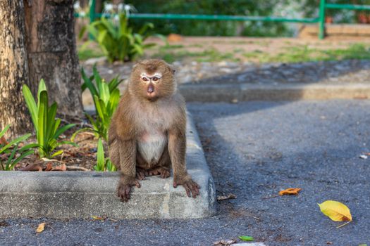 Macaque monkey living in the forest  at Rang hill public park and viewpoint in Phuket town