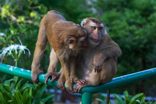 Macaque monkey living in the forest  at Rang hill public park and viewpoint in Phuket town