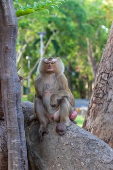 Macaque monkey living in the forest  at Rang hill public park and viewpoint in Phuket town