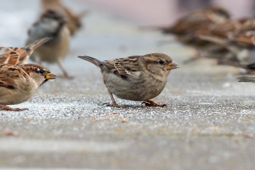 Flock of sparrows in winter