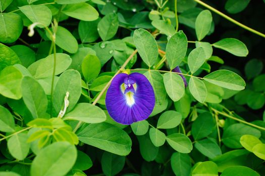 blooming purple butterfly pea flower on green leaf background