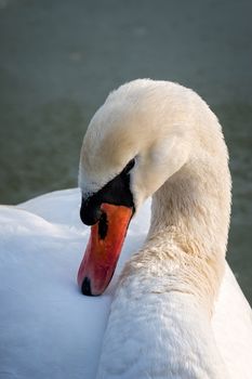 Close up of a swan at sunset light