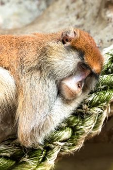 Sleepy monkey,Patas monkey (Erythrocebus patas)