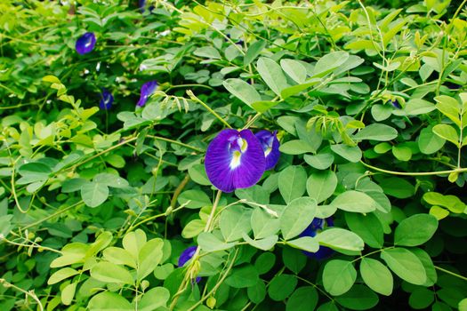 blooming purple butterfly pea flower on green leaf background